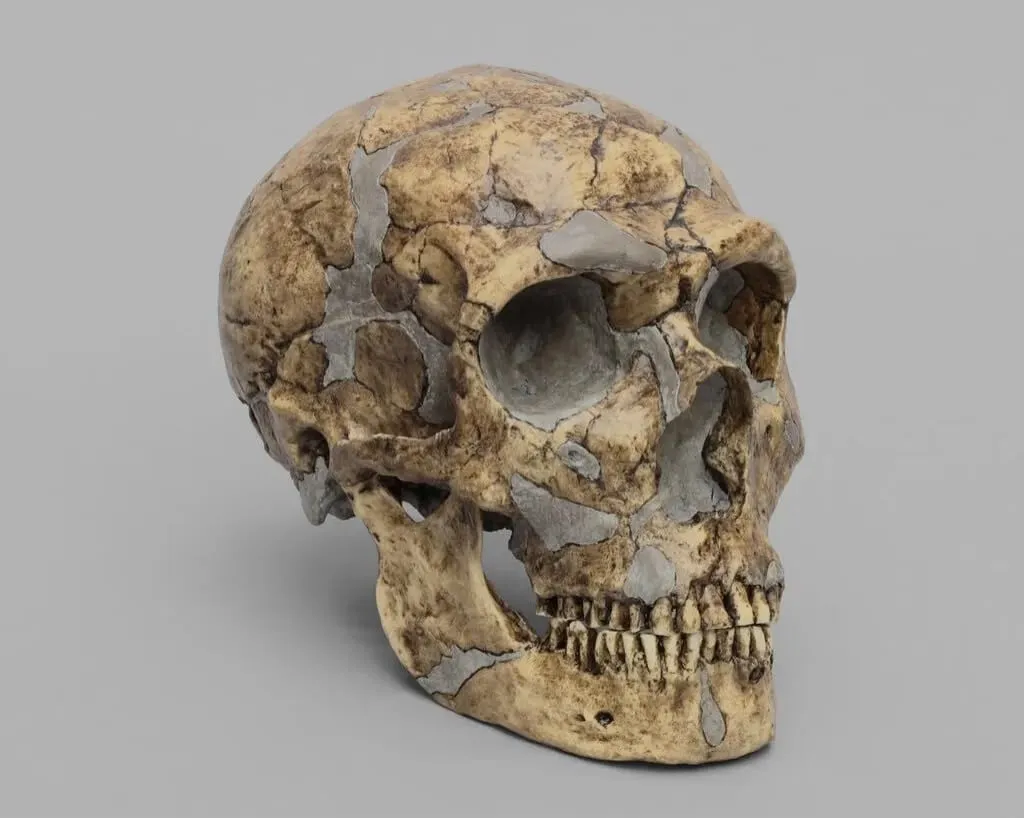¿Qué les sucedió a los neandertales?