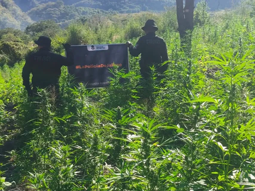 Destruyen casi 100 mil plantas de aparente marihuana en Tequila