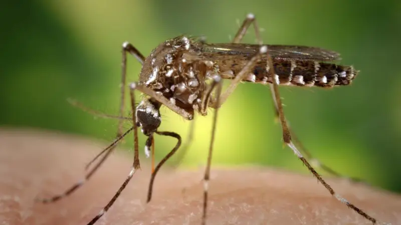 ¿Cuándo llegará la vacuna contra el dengue a México? Estos son los pasos que aún faltan