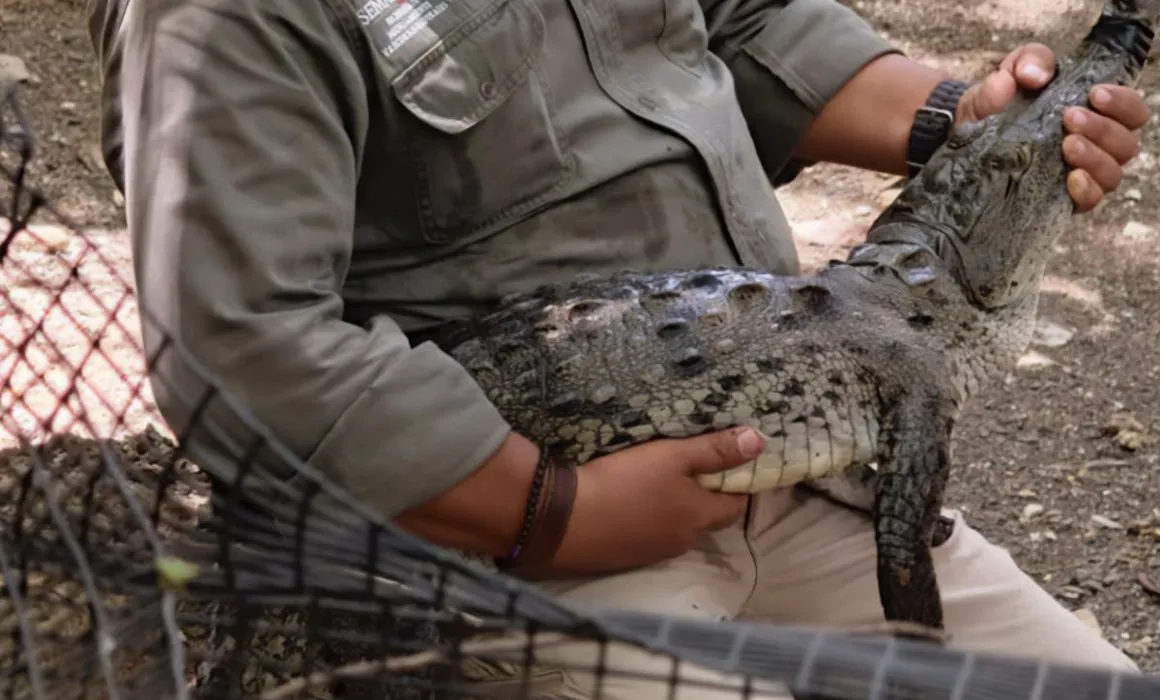 Profepa libera 13 cocodrilos de río en el Cañón del Sumidero en Chiapas