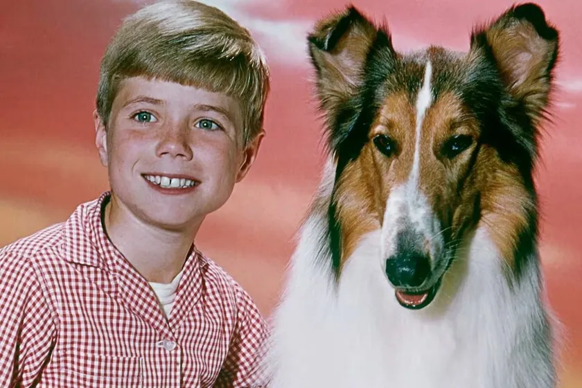 Por querer ahorrarse el sueldo del dueño de Lassie, este estudio de Hollywood acabó perdiendo una franquicia millonaria