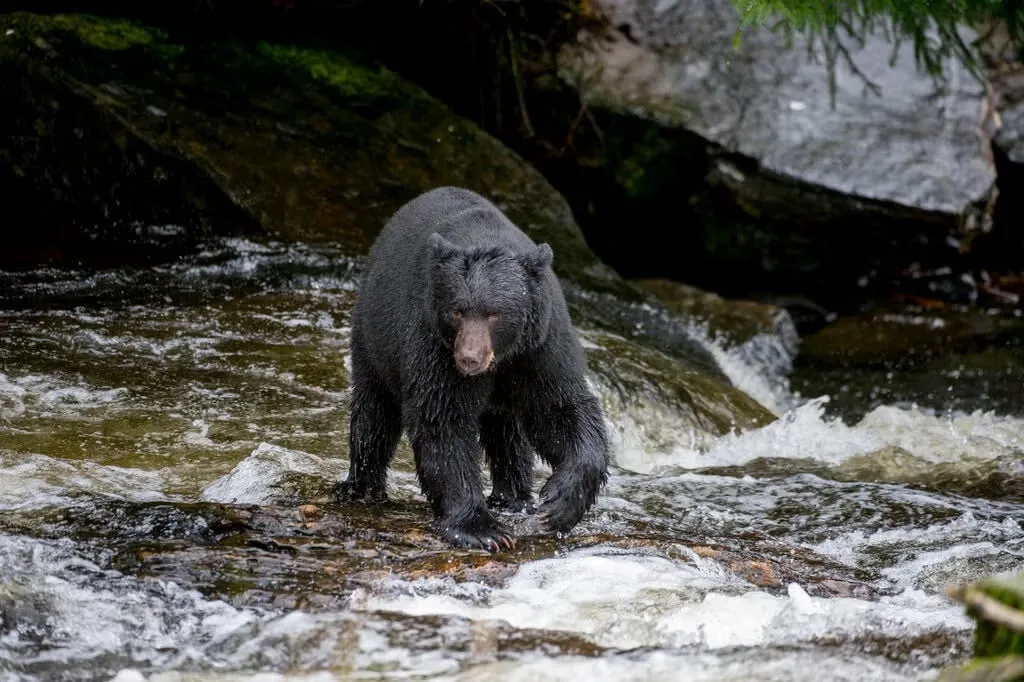 Una norma de Trump permite a los cazadores de Alaska atraer a los osos con rosquillas untadas con tocino