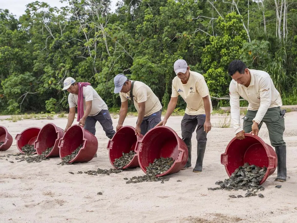 Liberan más de 14,000 tortugas amazónicas en Perú