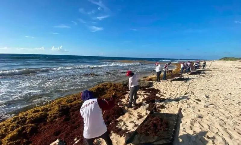 Basura y sargazo, trampa mortal para tortugas marinas en Cozumel 