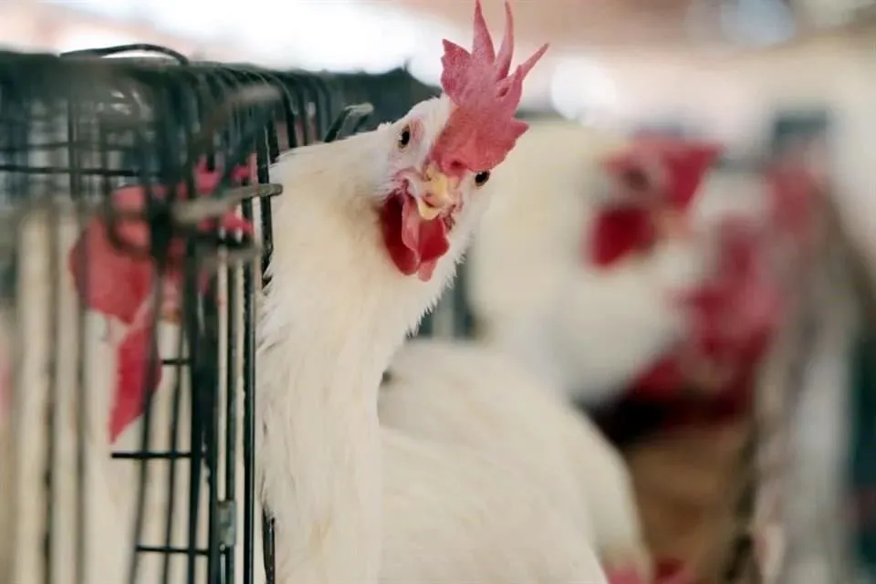 Cierra México puertas a pollo brasileño