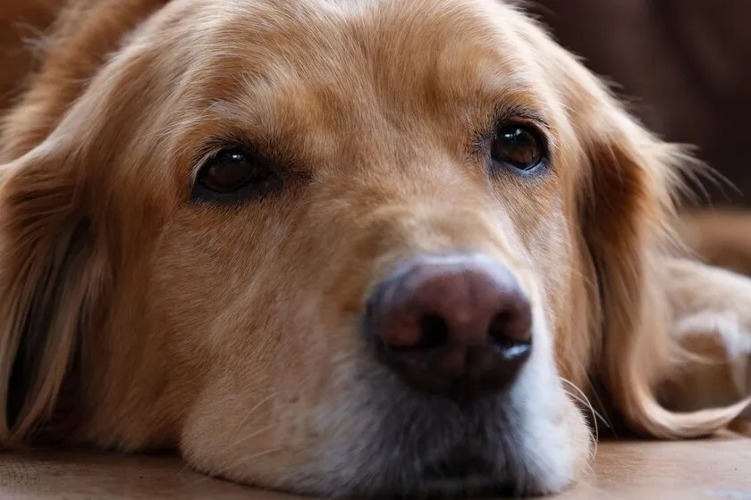 Los veterinarios coinciden: cuando un perro mordisquea suavemente, podría estar intentando comunicarse