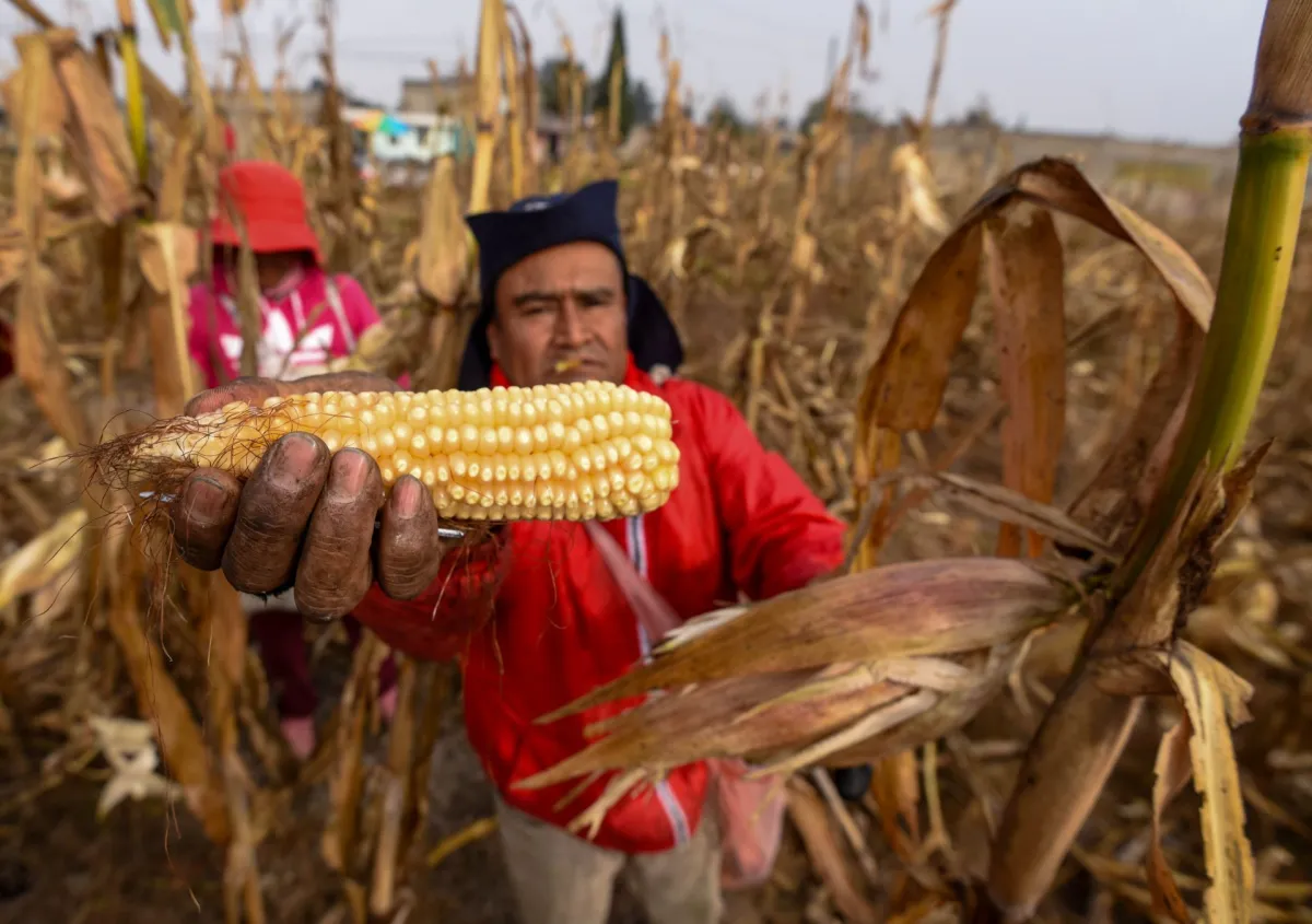 México dejó de producir 5 millones de toneladas de maíz