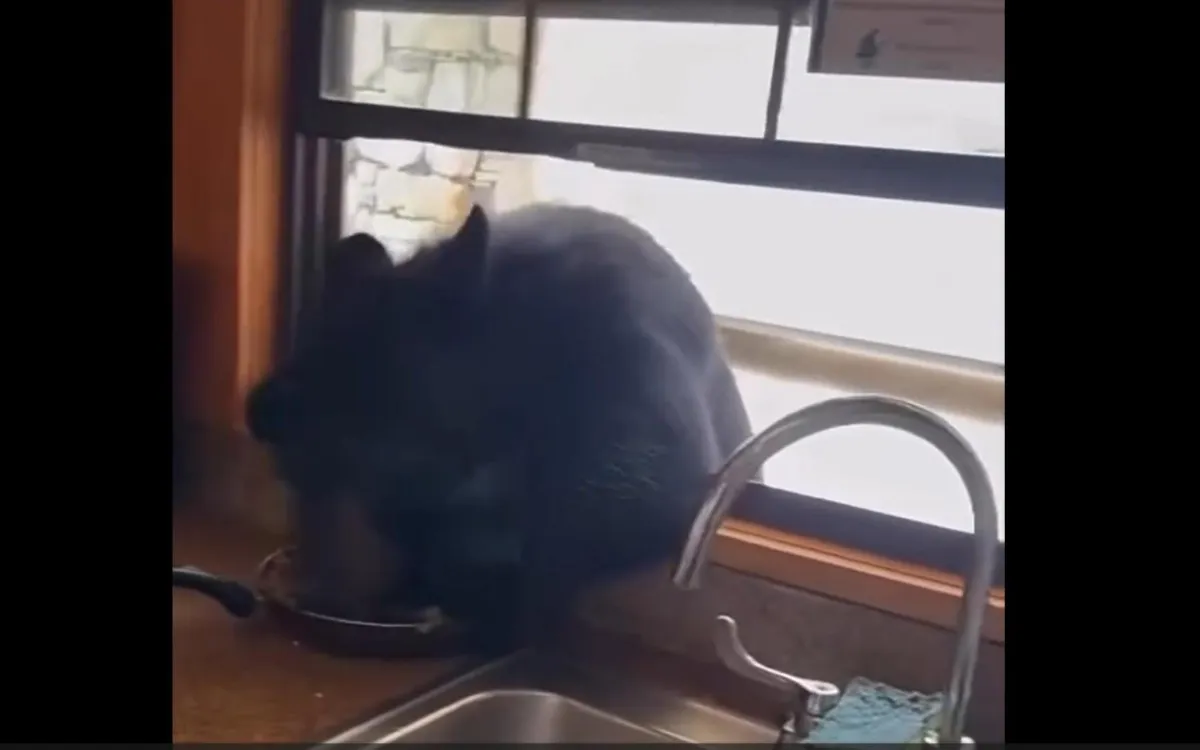 Captan a oso negro que abre ventana de una cabaña en Arteaga para robar comida (video)