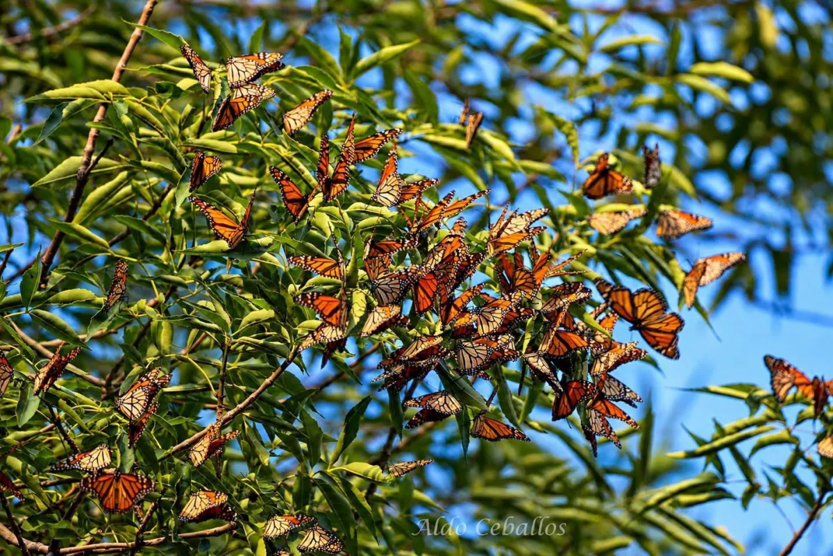 Llegan más de 3 mil 500 mariposas Monarca a Saltillo en su ruta migratoria