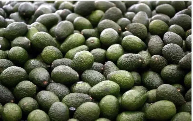 Prohíbe Gobierno intermediarios en aguacate de exportación