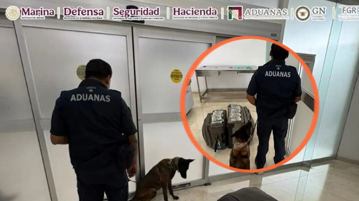 Más de 365 mil dólares ocultos en cuatro maletas fueron descubiertos en Oaxaca gracias a la alerta de “Cinta”, el binomio canino que detectó el equipaje de un pasajero procedente de Dallas