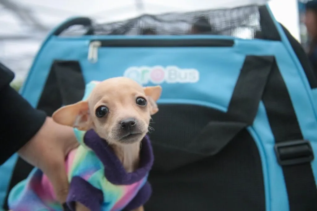 Entrega AMEQ más de 300 tarjetas Qrobus Petfriendly