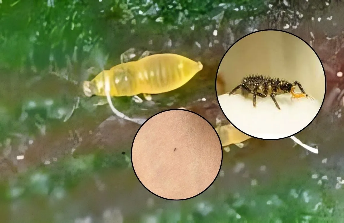 Esto debes saber sobre los trips: la “plaga” de insectos que reportan en la CDMX