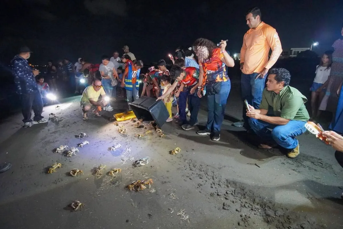 En Riviera Veracruzana, población de cangrejo azul cae 97% en una década