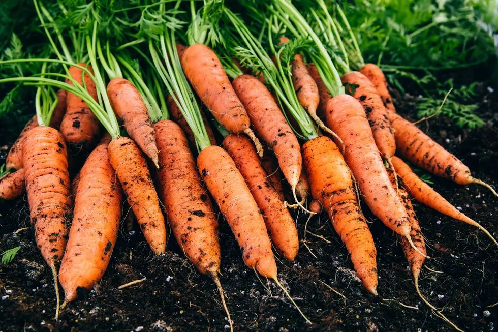 Kilo de zanahoria va de 8 a 31.90 pesos en México: Profeco