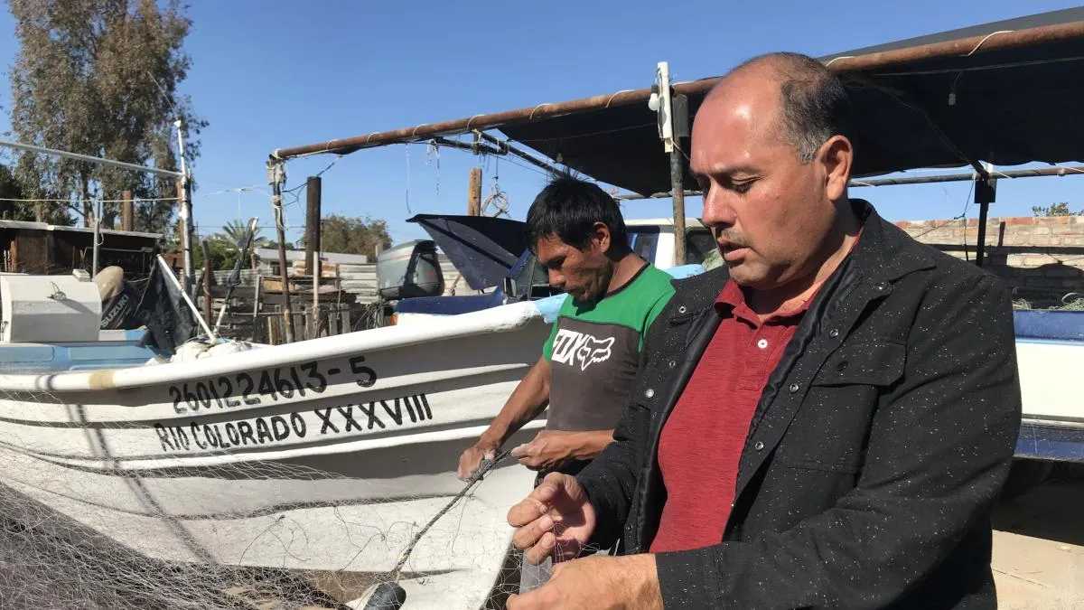 Federaciones llaman a pescadores a respetar nuevas reglas en hábitat de vaquita marina