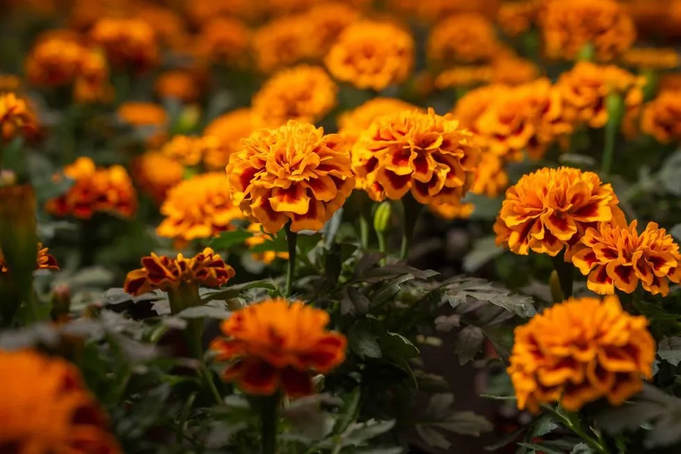 Ciudad de México prevé 2.4 millones de plantas de cempasúchil