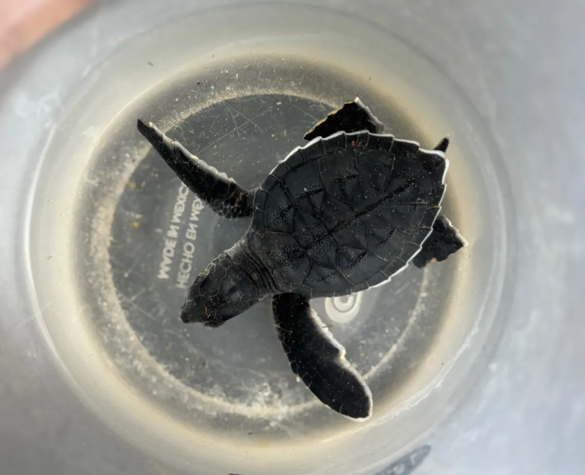 Canalizan en Coatza cría de tortuga marina para atención especializada