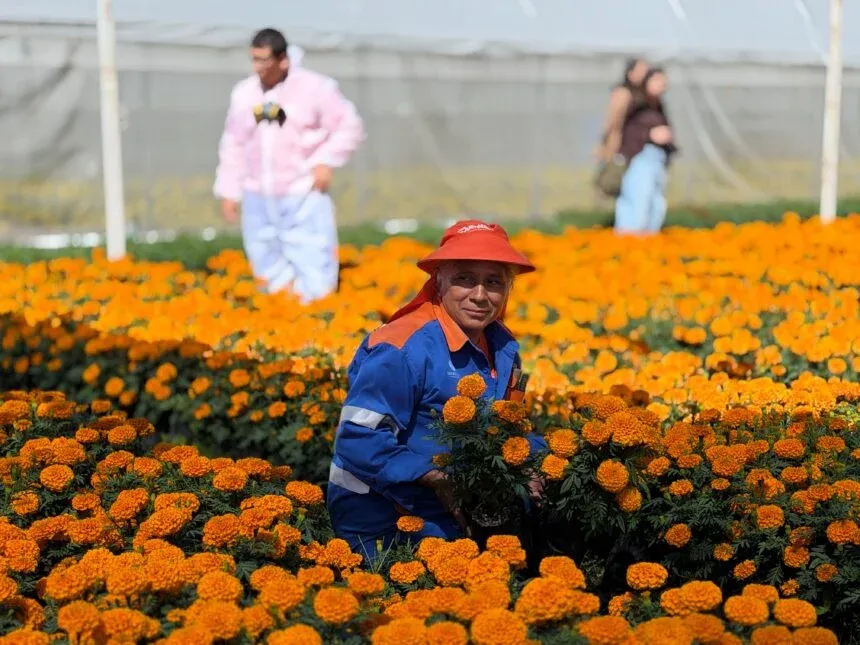 Cultiva Querétaro 35 mil flores de cempasúchil 