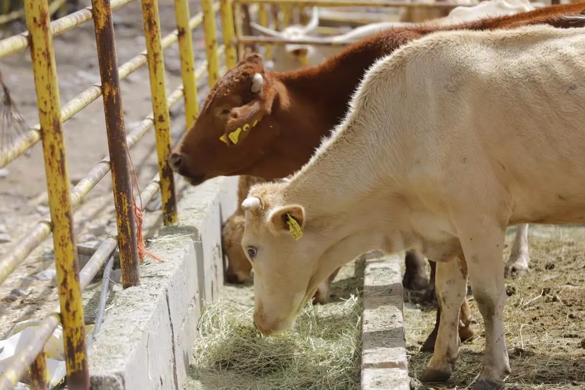La reapertura de Nogales a la exportación de ganado hacia Estados Unidos permitiría a productores del noroeste de Sonora cruzar sus animales sin trasladarlos hasta Agua Prieta