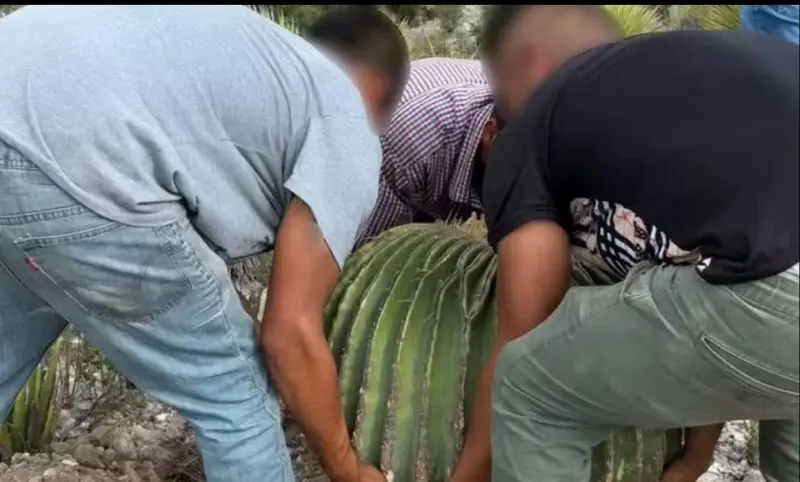 Obligan a detenidos a replantar 165 cactáceas tras robo en Hidalgo