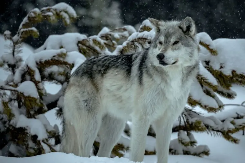 La reintroducción de lobos a Yellowstone ocasionó algo que no se había visto en 80 años: la aparición de árboles