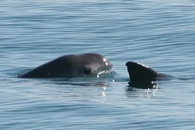Por recomendación internacional, Semarnat reactiva la pesca en el refugio de la vaquita marina