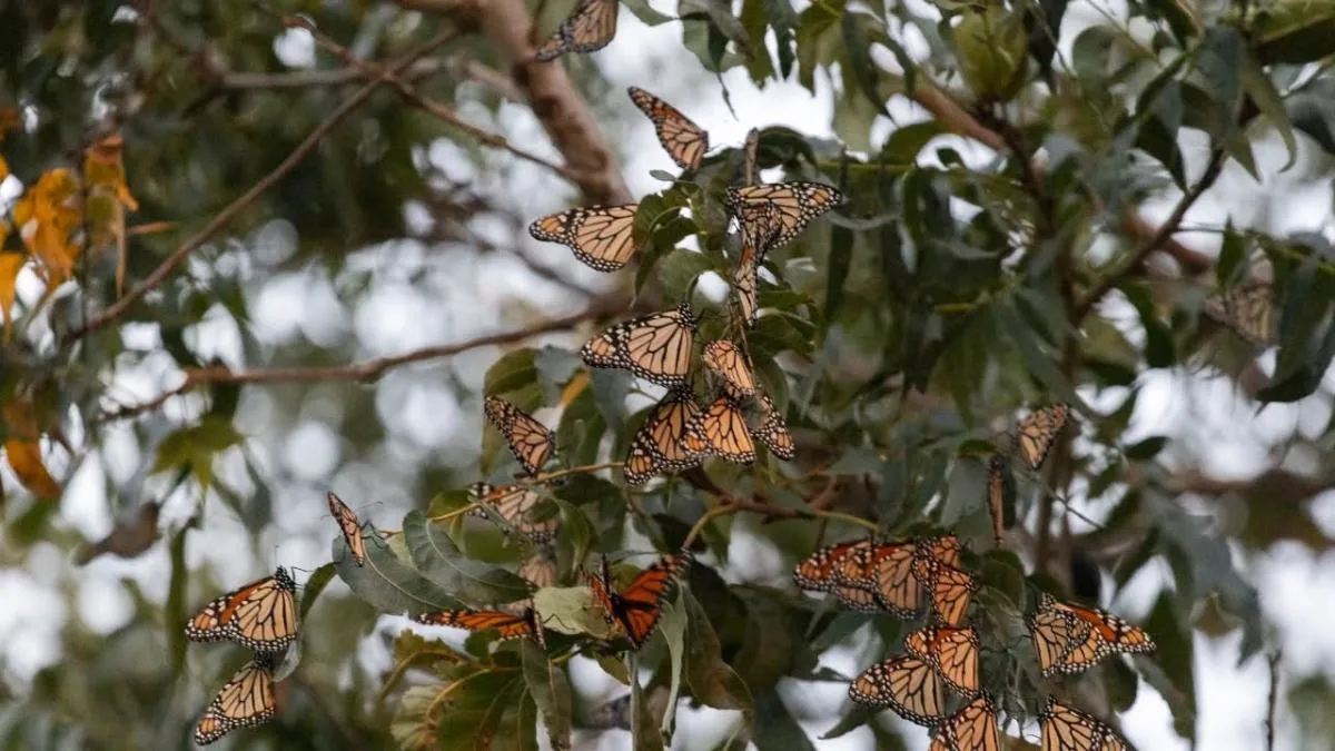 Llega a México grueso de migración de Mariposa Monarca
