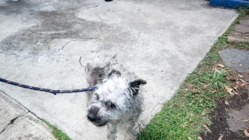 Muere “Boby Boroboy”, el perrito rescatado de una azotea en Tacubaya