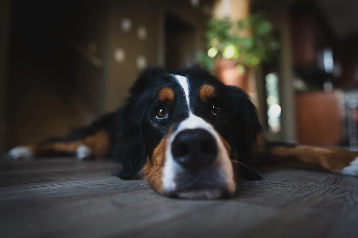 Veterinarios explican que los perros no sienten culpa cuando hacen travesuras, sino miedo ante el enojo de sus dueños