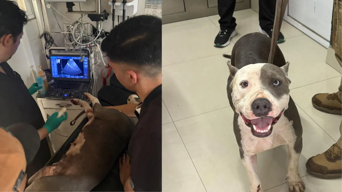 Policía de Torreón atiende cuatro reportes de perros en riesgo; uno fue rescatado tras ser atropellado