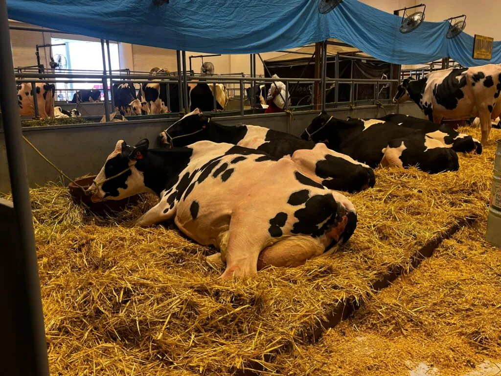 Priorizarán ganado local en la Feria Ganadera de Querétaro como precaución por gusano barrenador