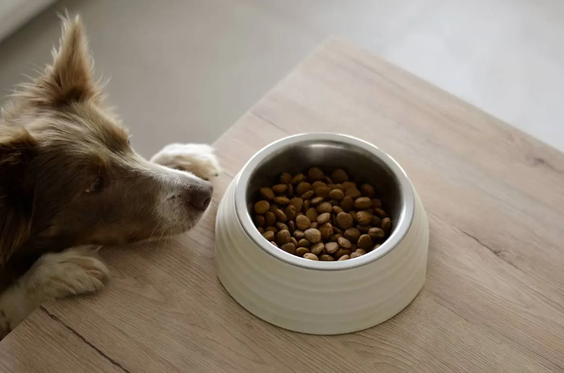 Ofrece Nueva York comida gratuita para mascotas en 22 despensas