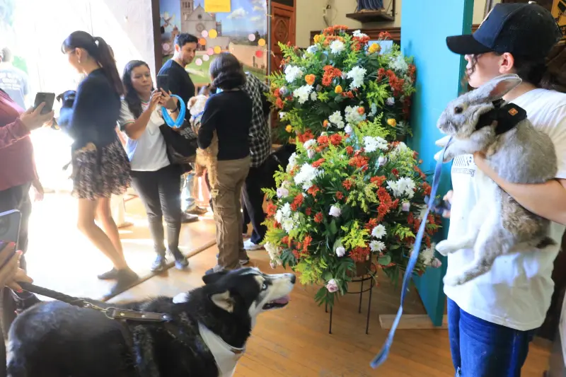 Celebran a San Francisco de Asís y a las mascotas en Tijuana