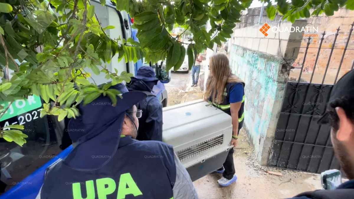 Aseguran nuevamente a Oso y Blanquita tras nuevo reporte vecinal