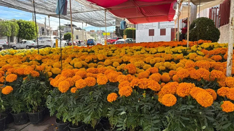 San Juan del Río se llena de cempasúchil por Día de Muertos