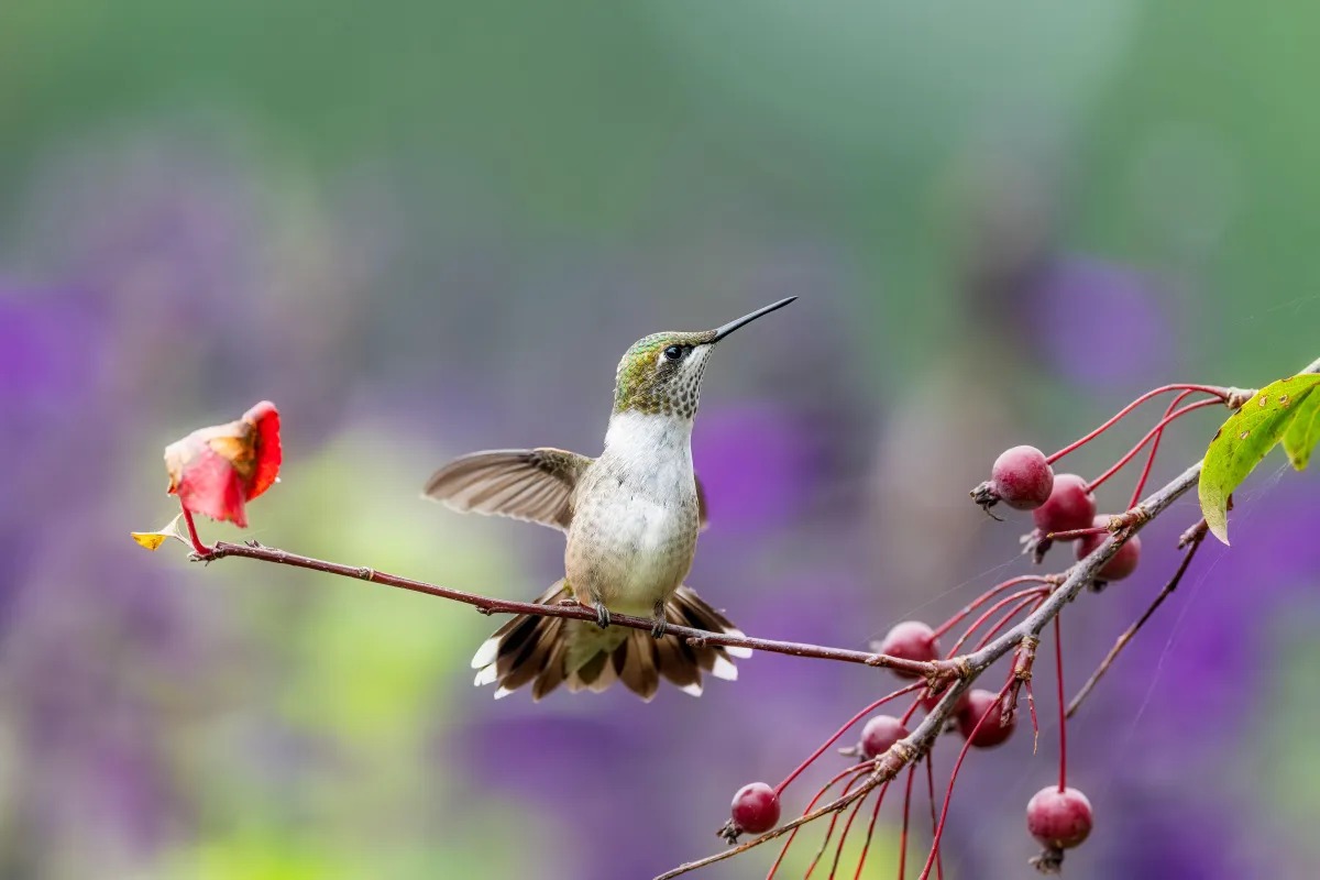 ¿Qué plantas atraen colibríes al jardín?
