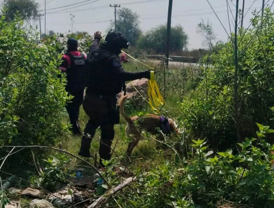 Participan perros policía de Chimalhuacán en búsqueda de desaparecidos