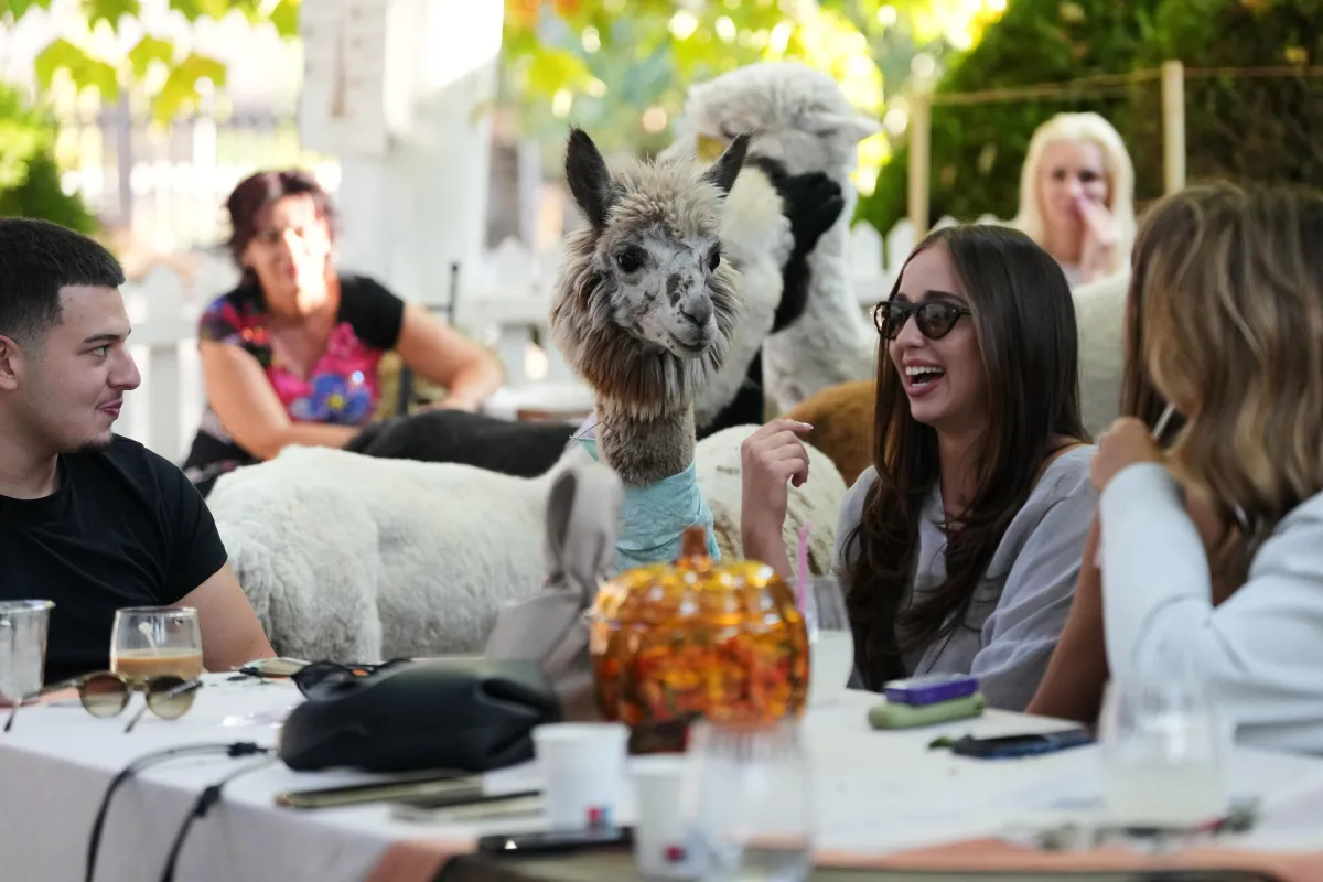 Ofrece una cafetería poco común en Serbia a los turistas disfrutar de la compañía de alpacas