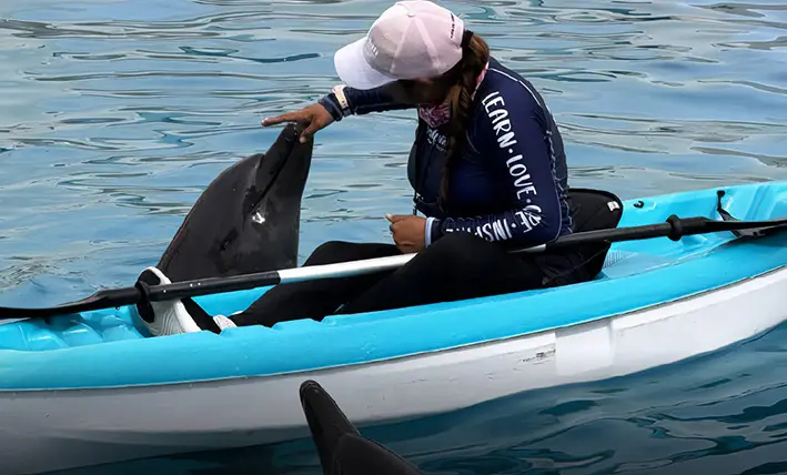 Un año bajo lupa: Profepa vigila a los 9 delfines de Cancún