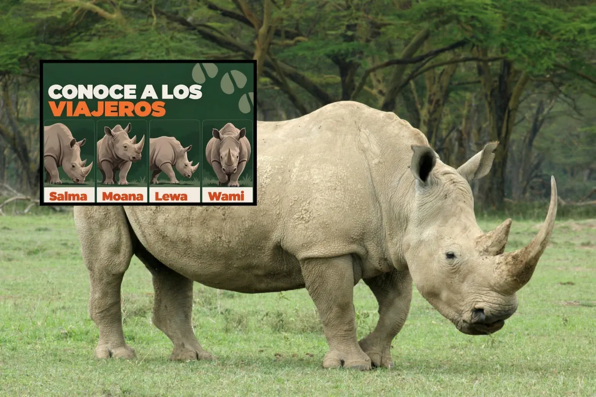 Zoológico de Guadalajara recibe cuatro rinocerontes blancos de Francia para impulsar la conservación de una especie amenazada por la caza ilegal