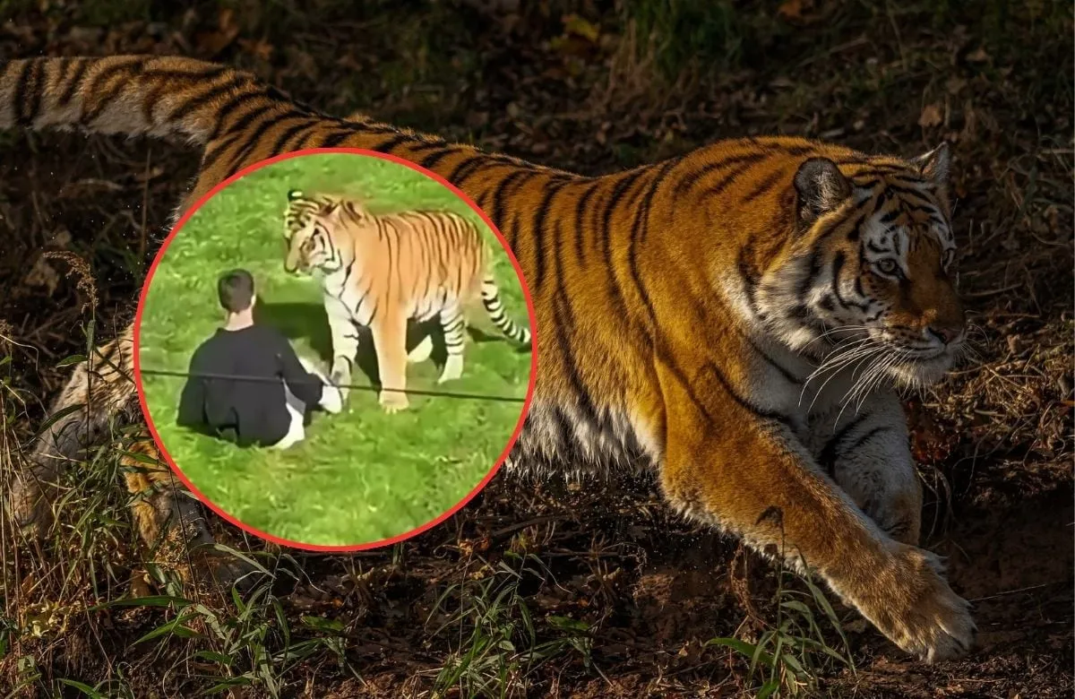 ¿Qué ocurrió en Yorkshire Wildlife Park? El parque de Reino Unido donde un hombre murió tras ingresar al recinto de los tigres