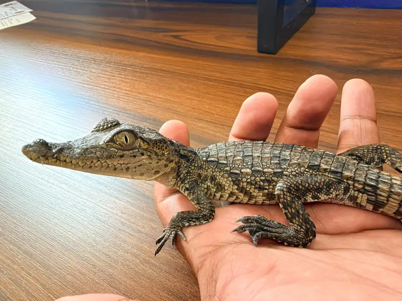 Rescata Gobierno de Morelia a reptil en vivienda de Hacienda del Sol