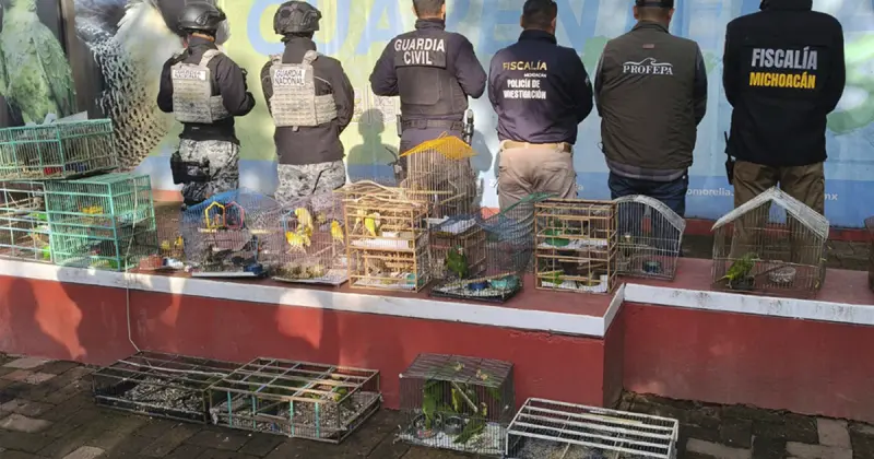 Interpol detiene a 233 personas en América Latina por delitos ambientales