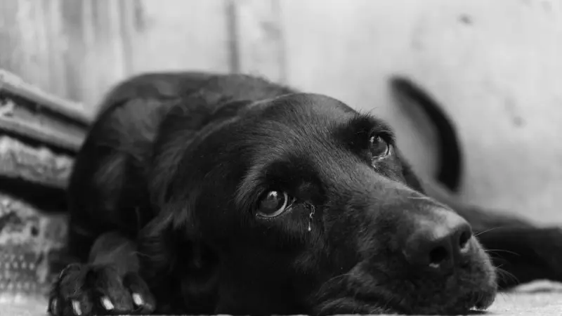 Día del Perro Negro busca visibilizar los prejuicios que frenan su adopción