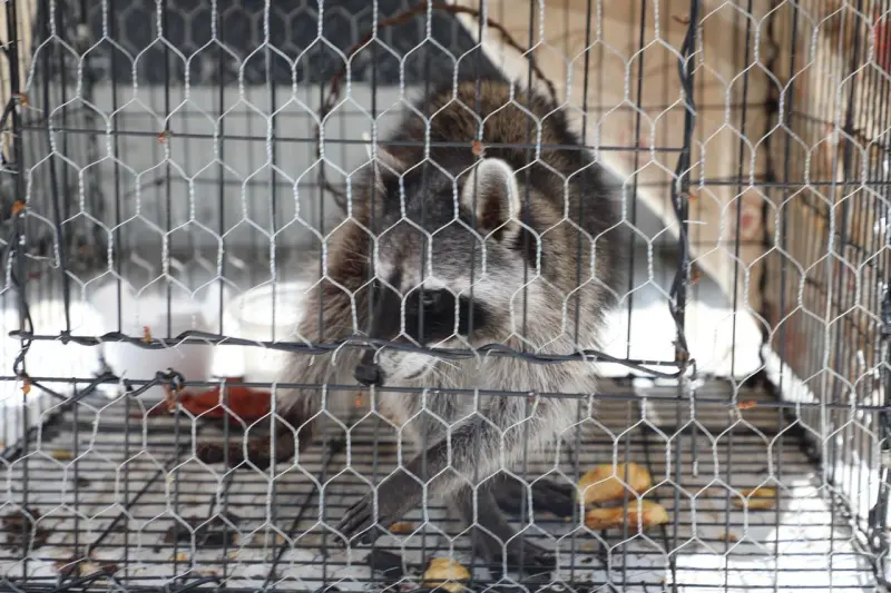 Tras cateos, asegura FGE 154 maquinas tragamonedas y un mapache
