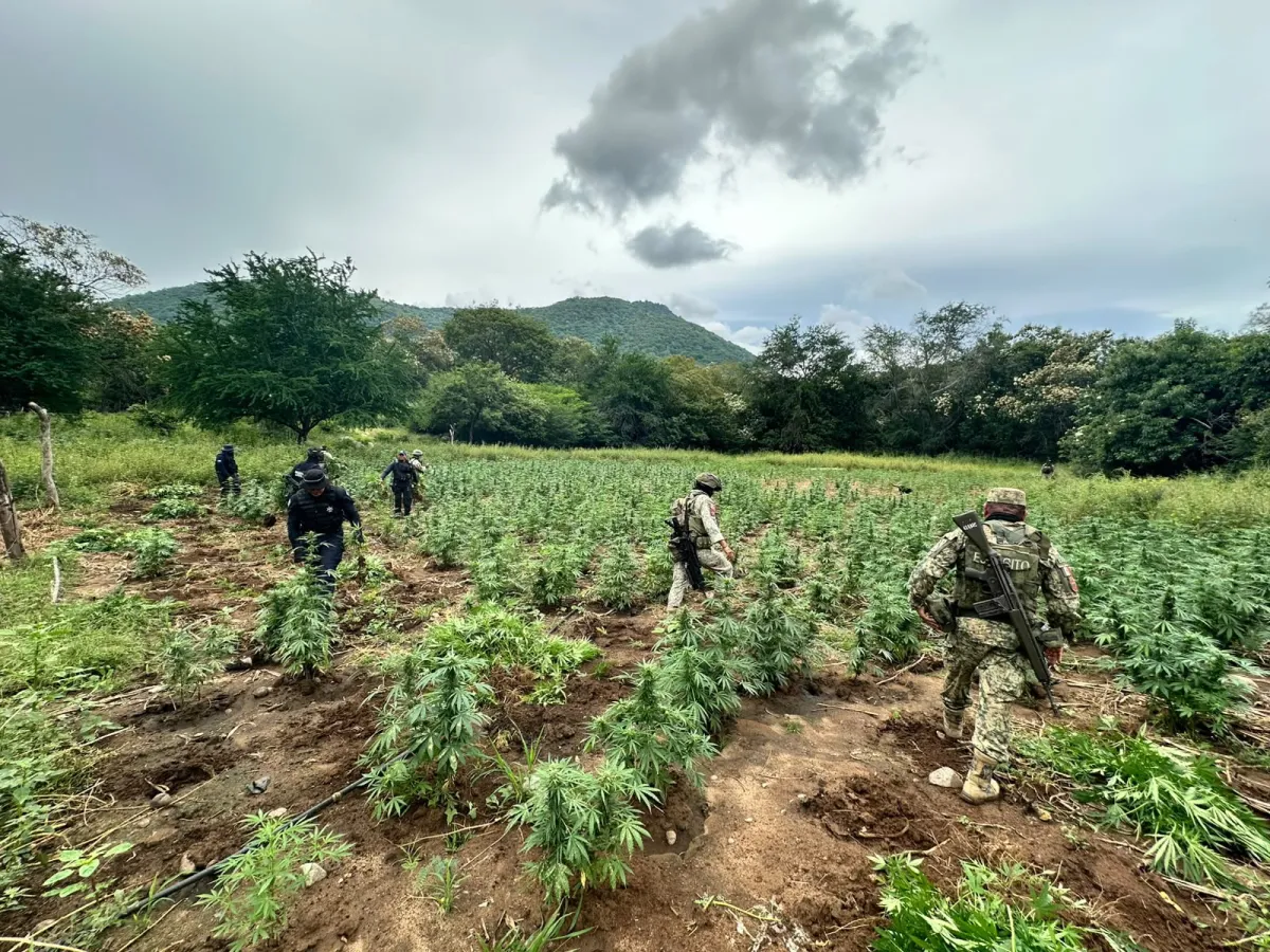Destruyen SSP y Sedena cerca de 96 mil plantas de mariguana en Huetamo