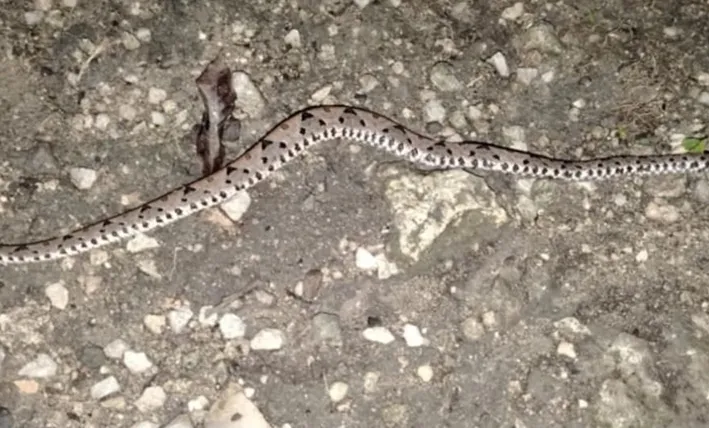 Sale por cena y termina mordida por serpiente venenosa en Bacalar