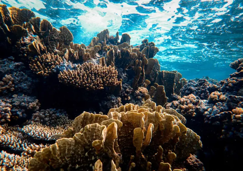 Sombrillas submarinas dan un respiro a corales ante el calor extremo
