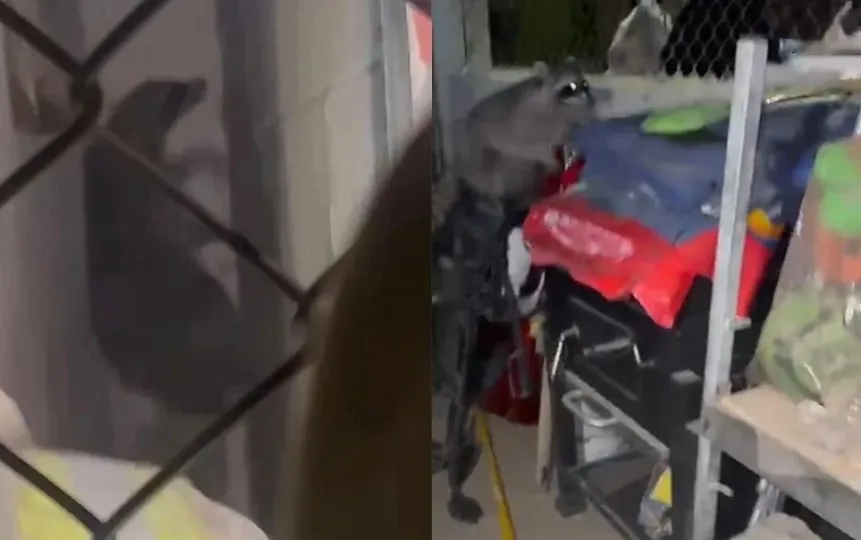 Piden contacto cero con mapaches y cacomixtles